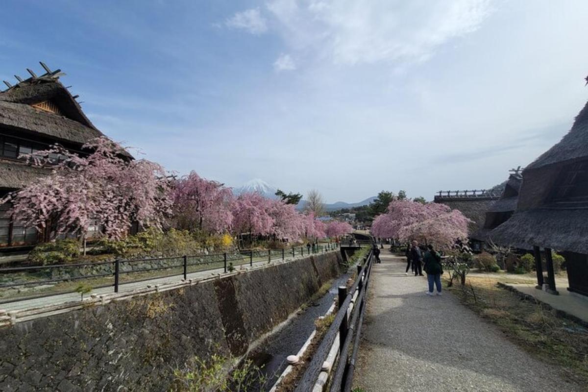 un gruppo di persone che camminano lungo un muro con alberi rosa