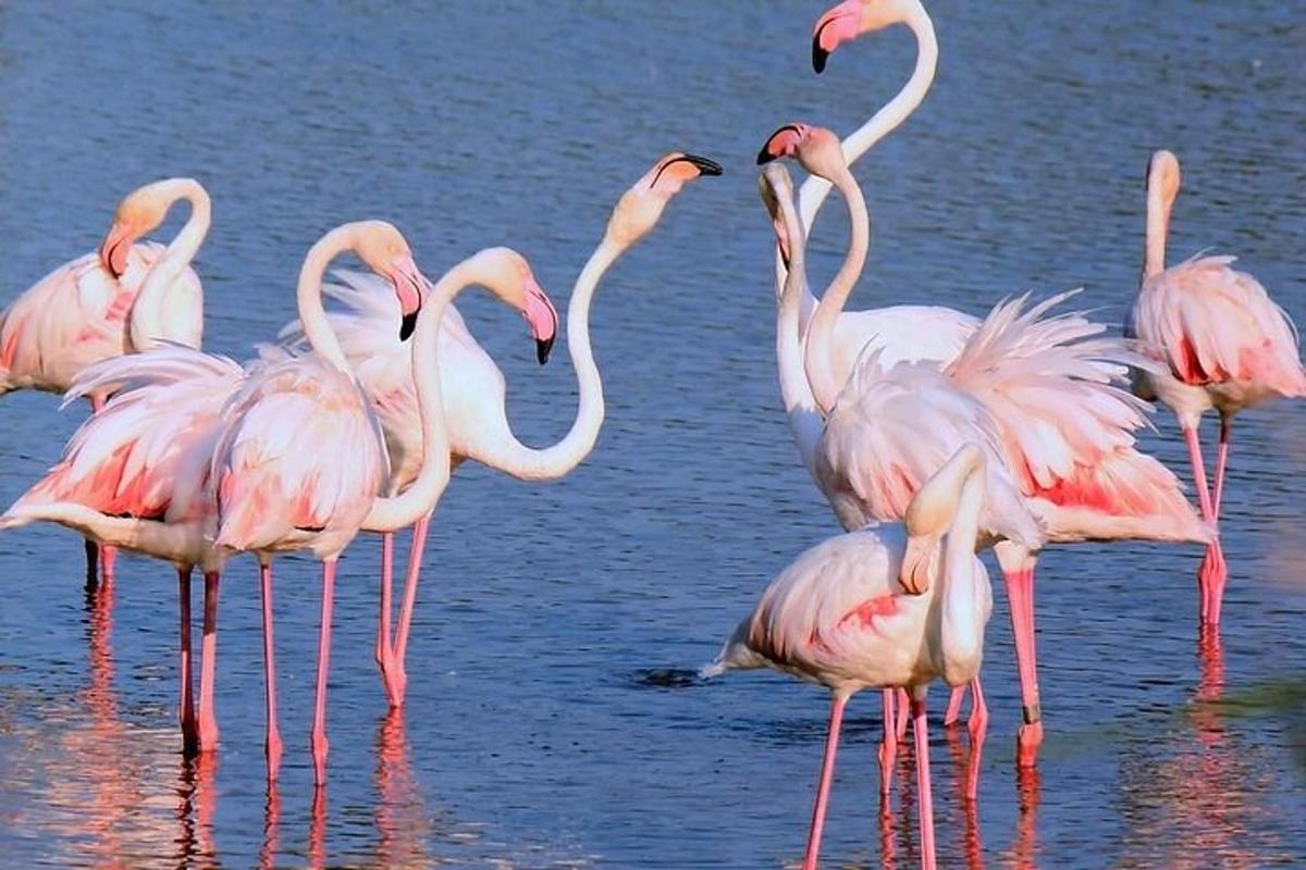 rühm flamingosid vees seismas