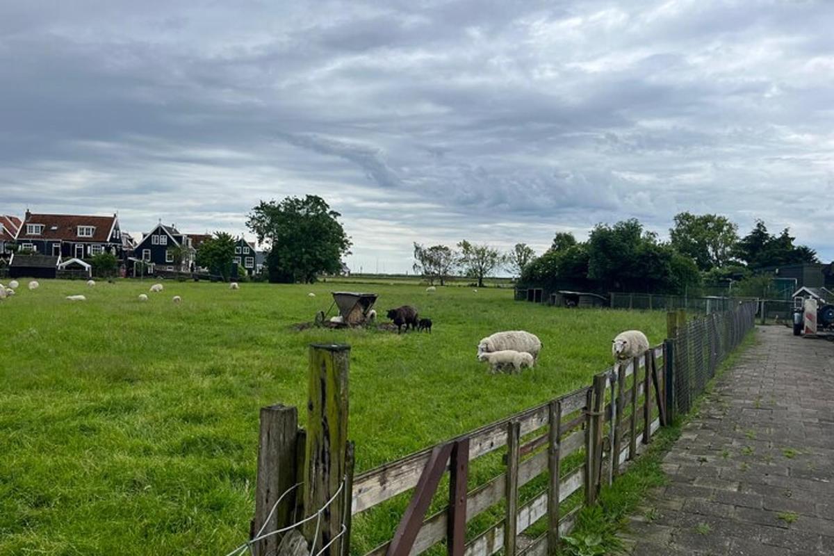 un gregge di pecore al pascolo in un campo con una recinzione