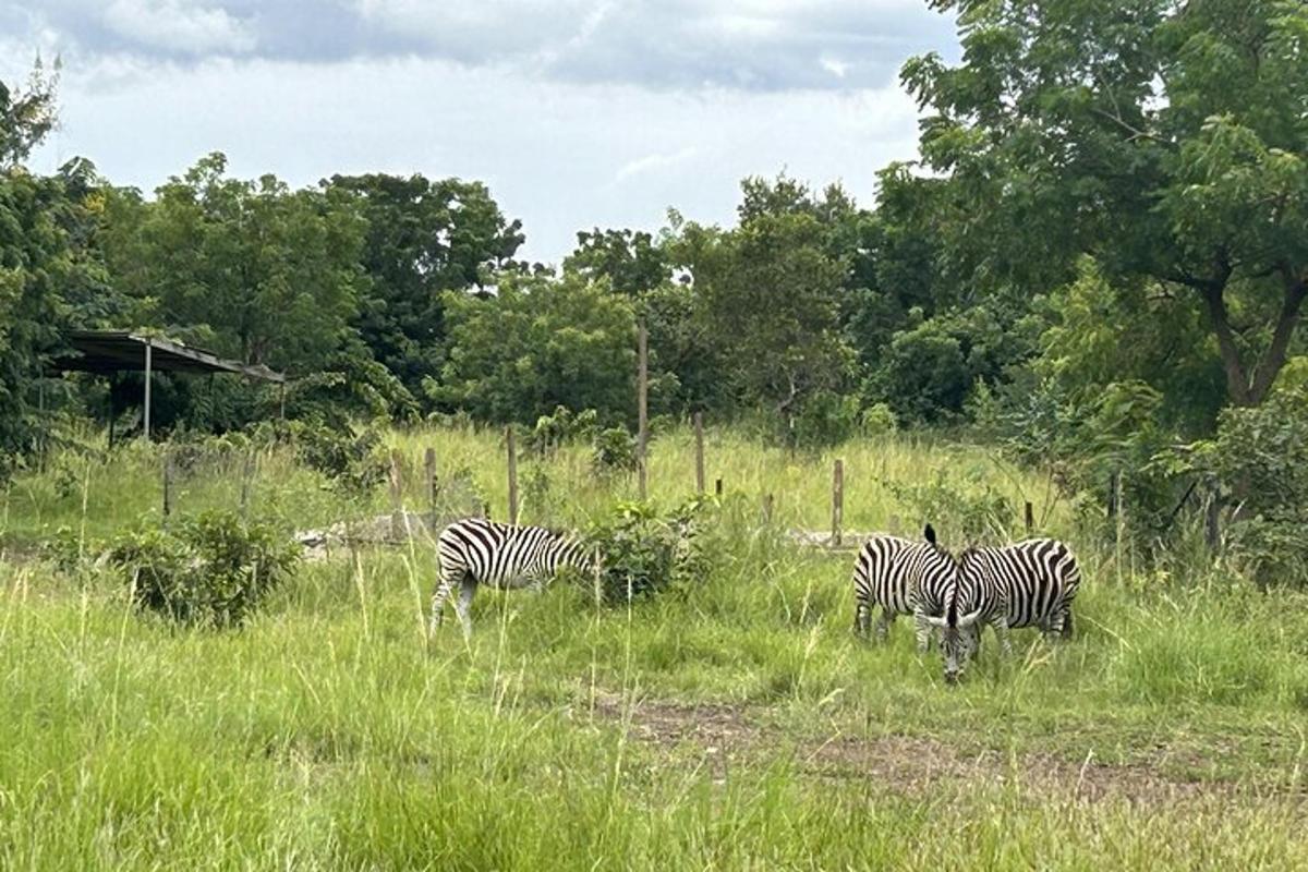 három zebra legelészik egy magas fűvel borított mezőn