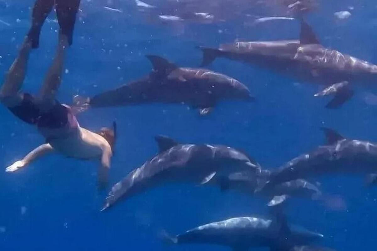 مجموعة من الدلافين تسبح في الماء