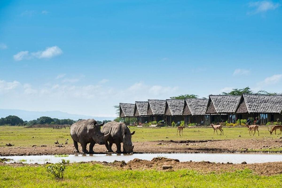 dois elefantes parados em uma poça d'água em um campo