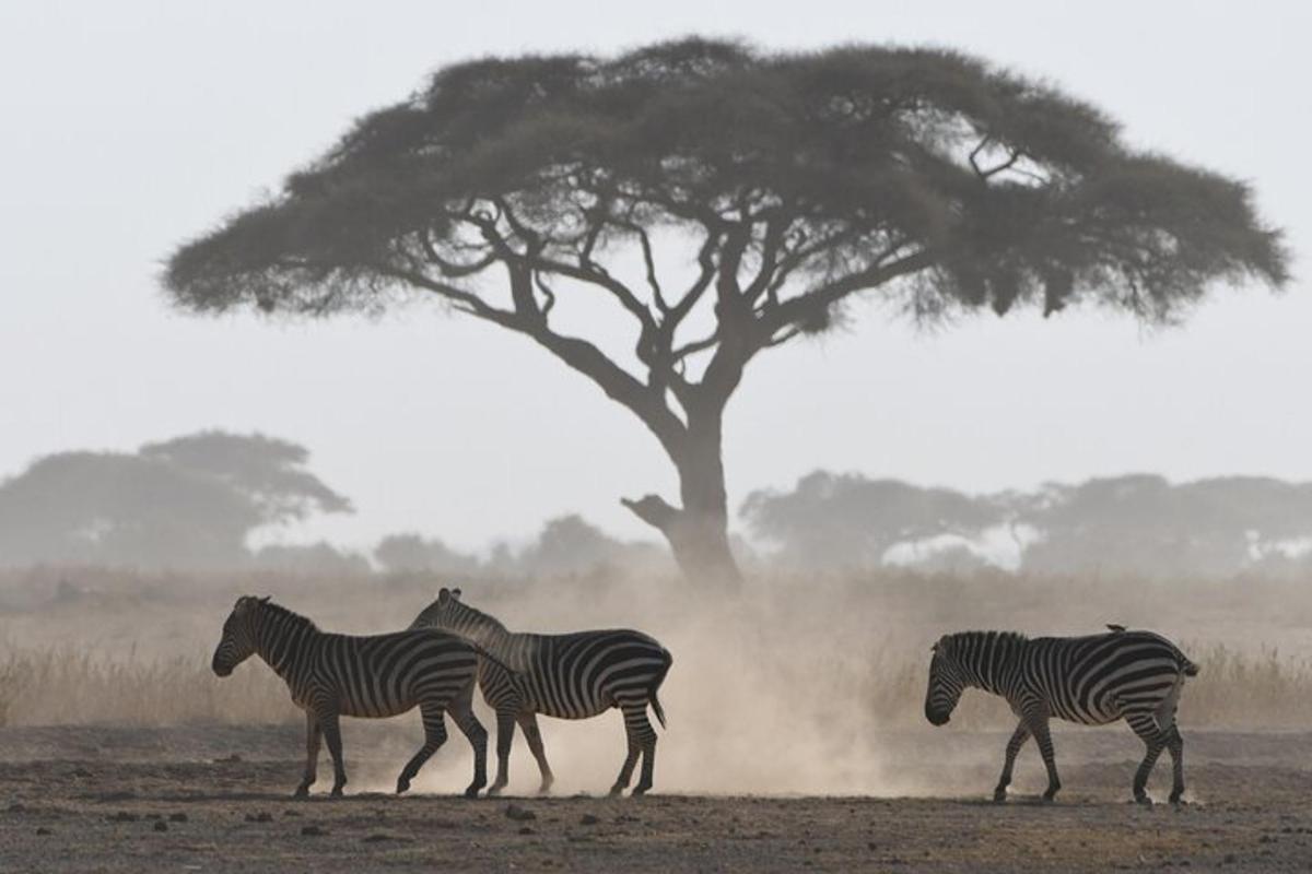 egy csoport zebra sétál egy fa előtt
