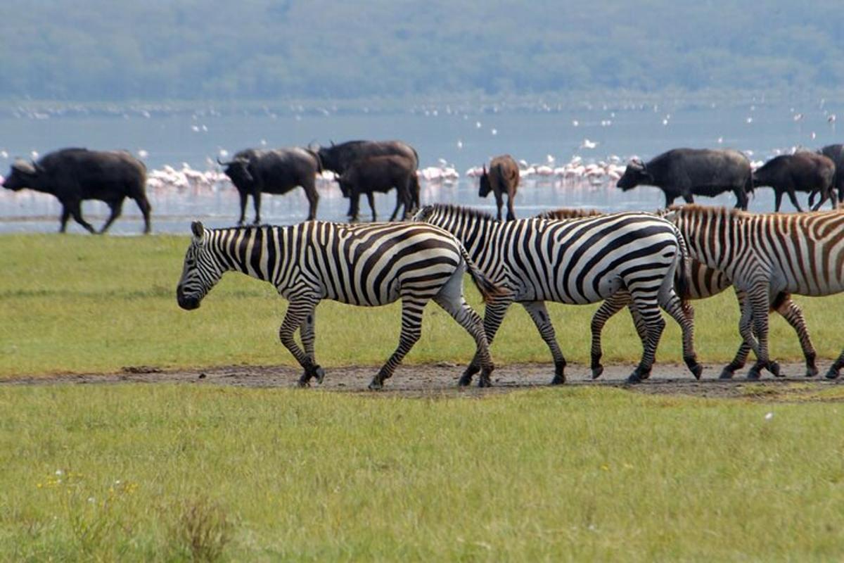 una mandria di zebre e altri animali che camminano in un campo