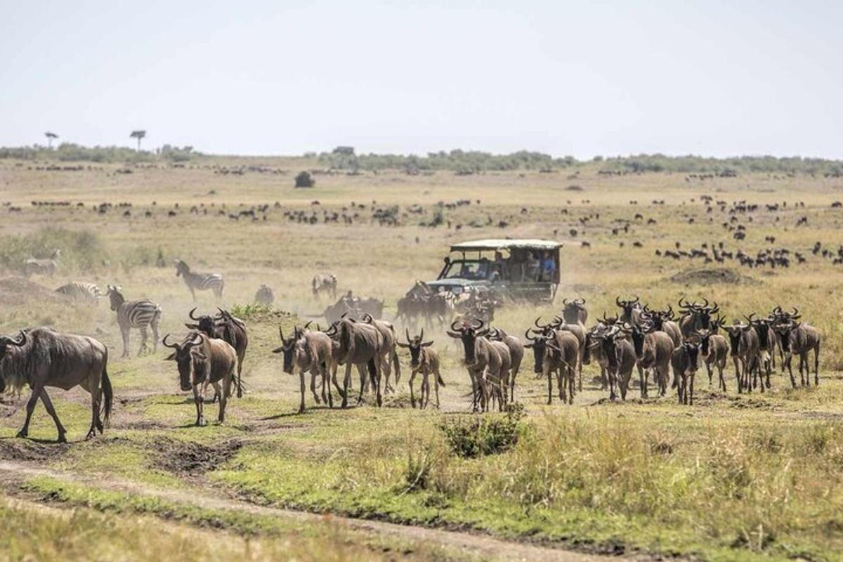 un ramat de zebres i altres animals en un camp