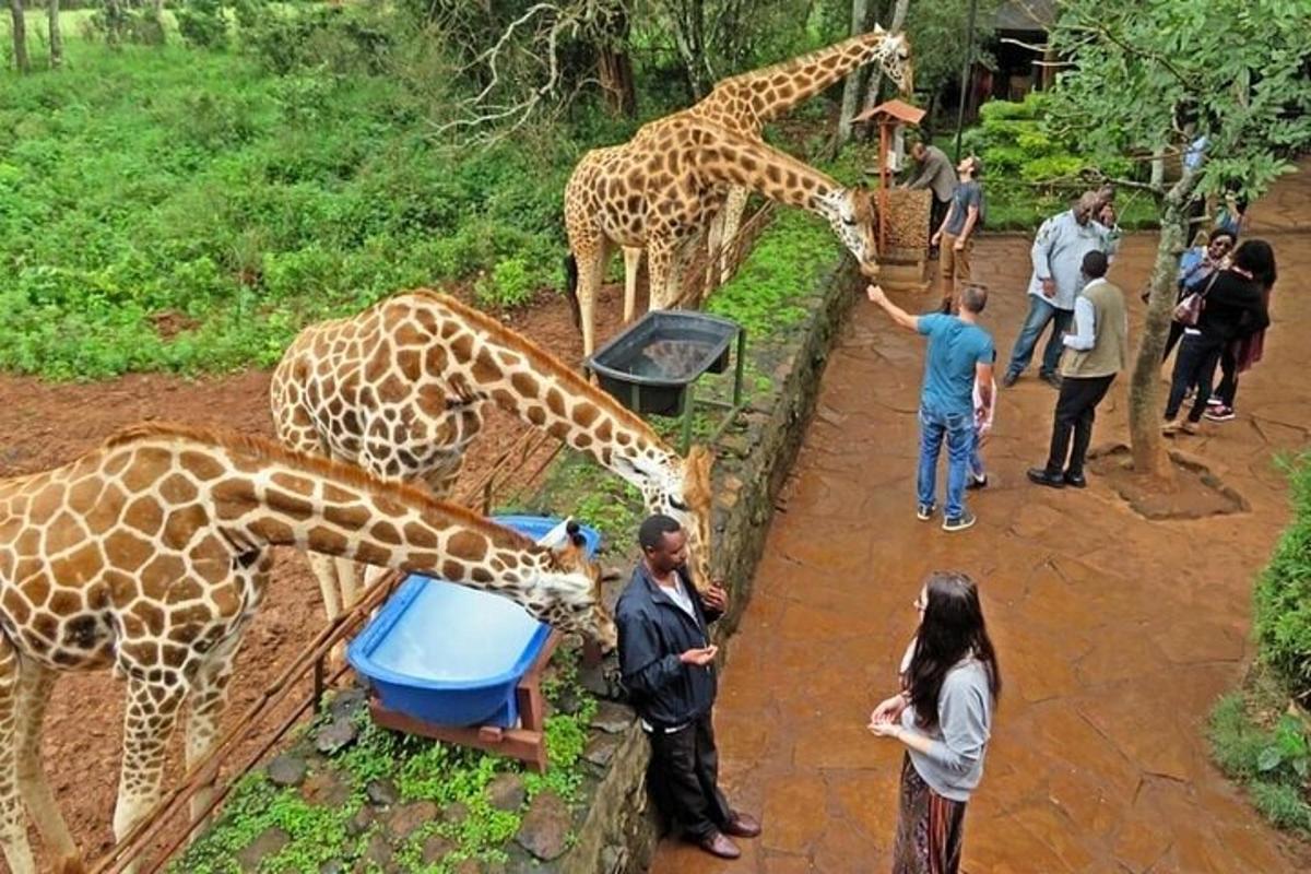 Un grupo de jirafas comiendo de un comedero en un zoológico.