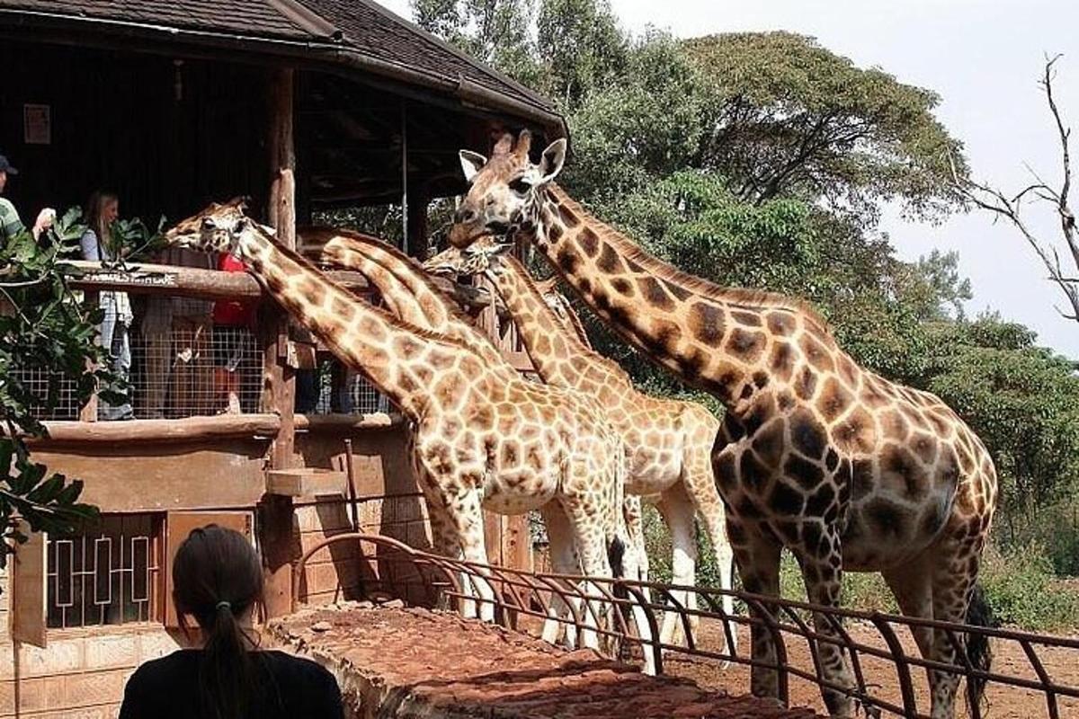 a group of giraffes standing next to a building
