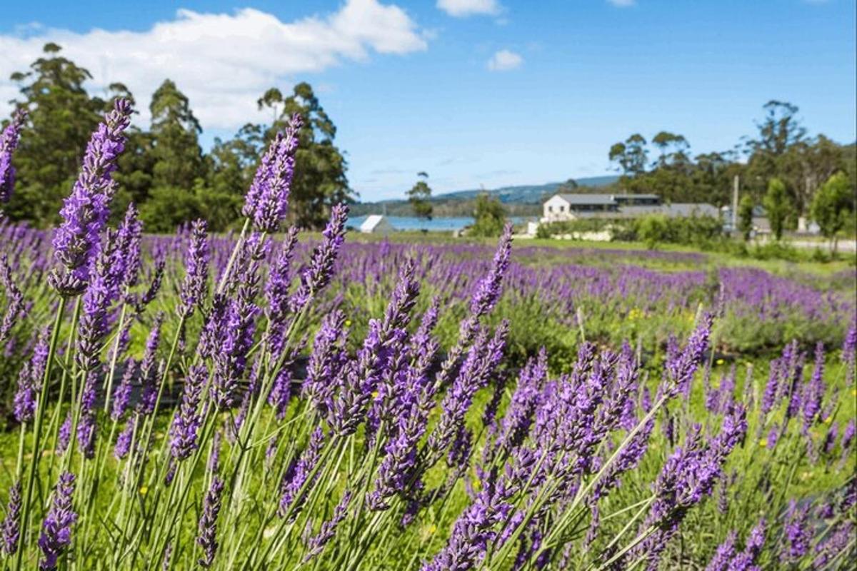 Un campo de flores moradas en un campo