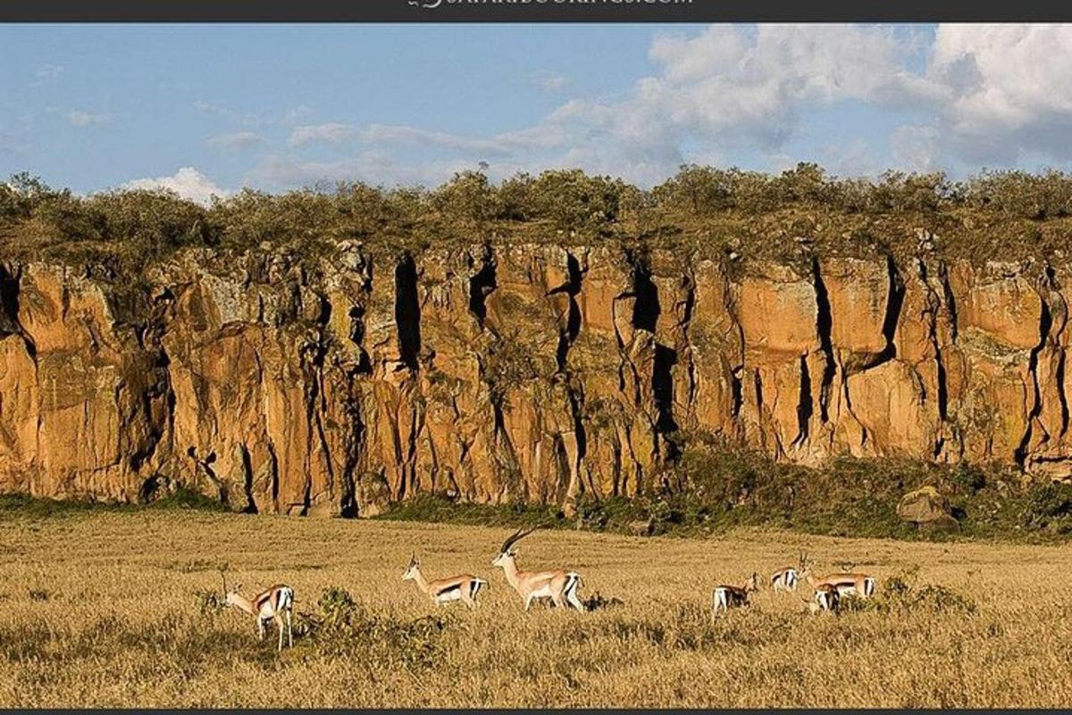 un gruppo di gazzelle al pascolo in un campo di fronte a una roccia