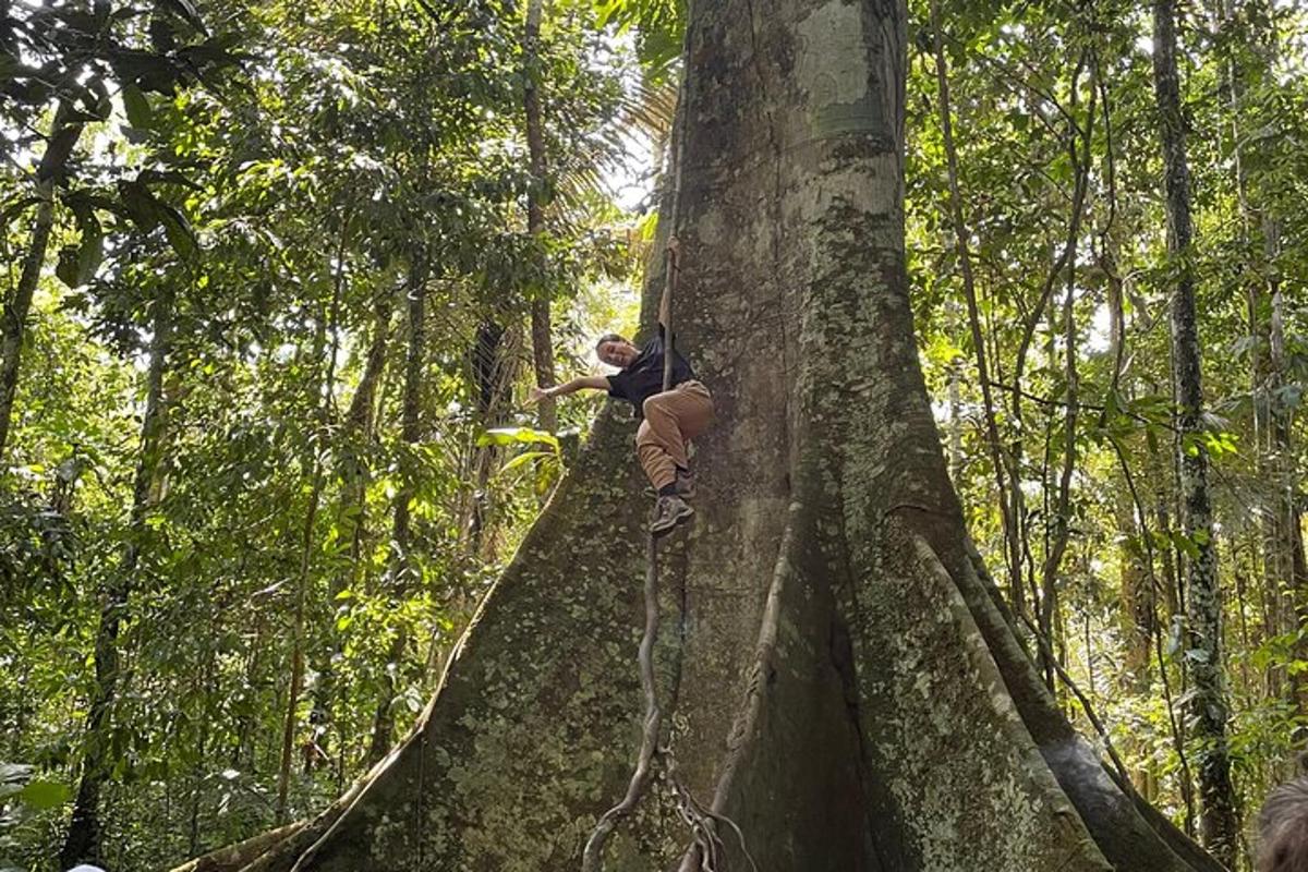 a person climbing up a tree in a forest