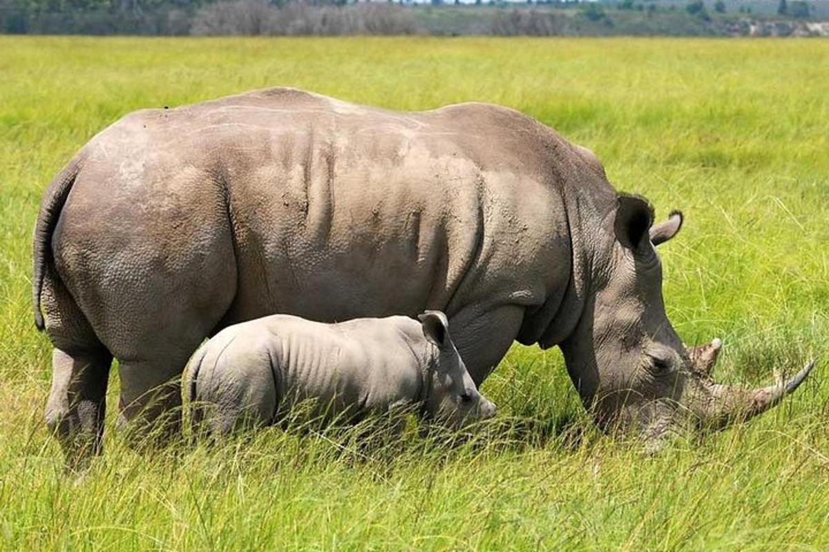 seekor gajah besar dan seekor anak badak sumbu berdiri di padang