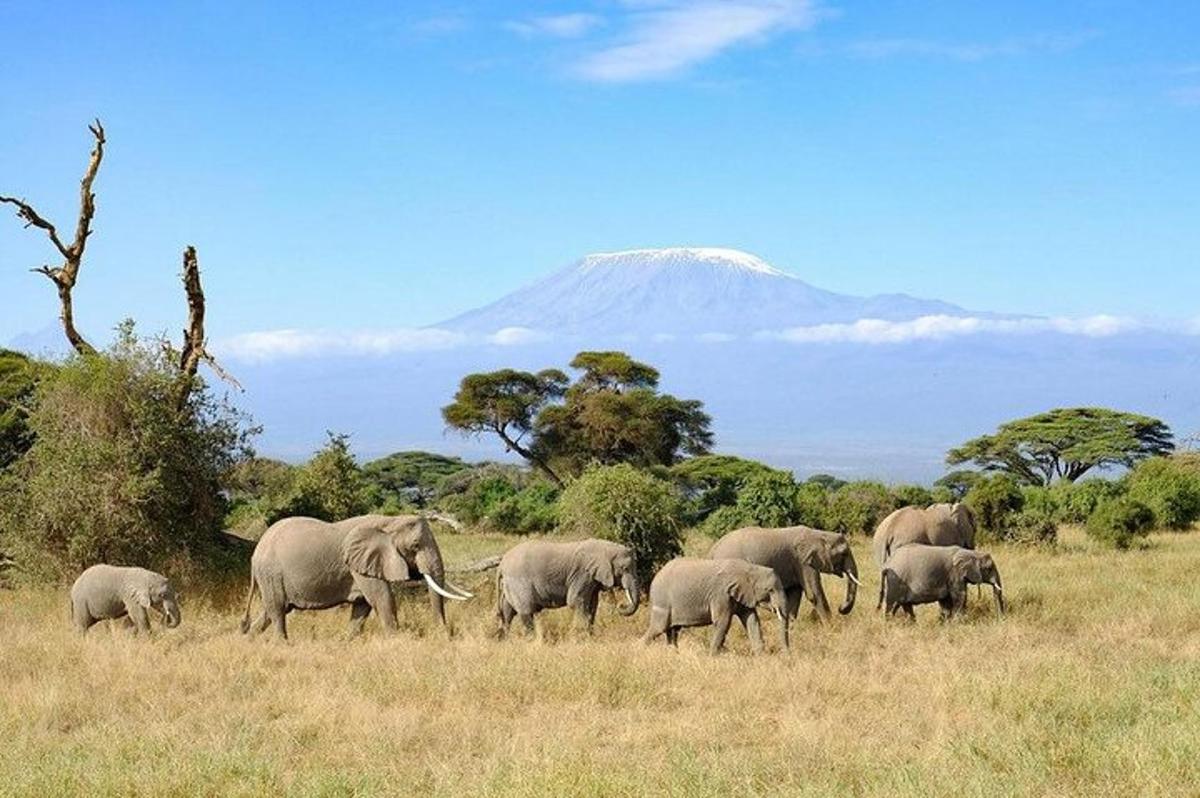 sekumpulan gajah berjalan di padang dengan latar belakang gunung