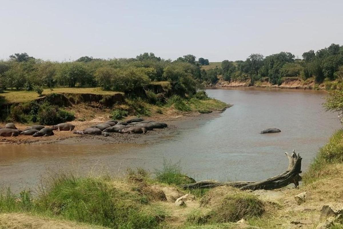 una mandria di elefanti in piedi in un fiume