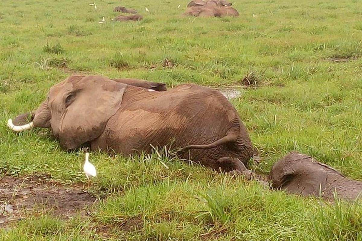 seekor gajah berbaring di rumput di sebelah burung