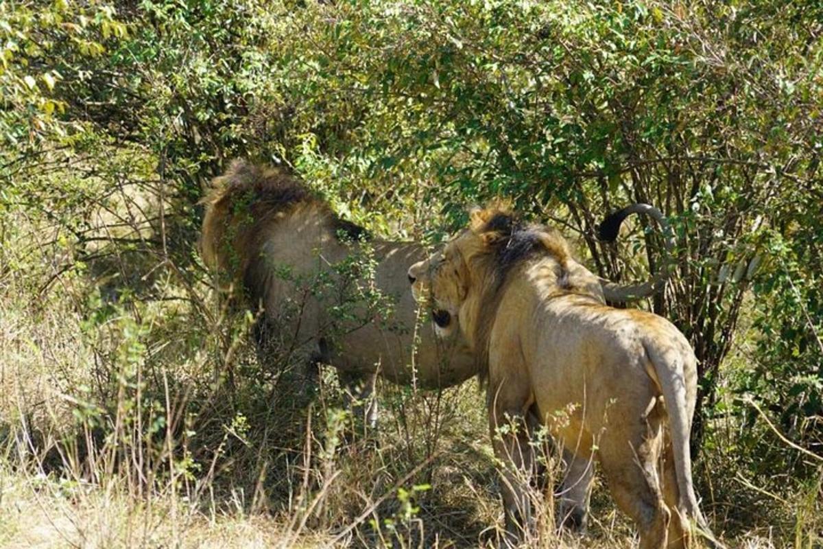 a couple of animals standing in the grass