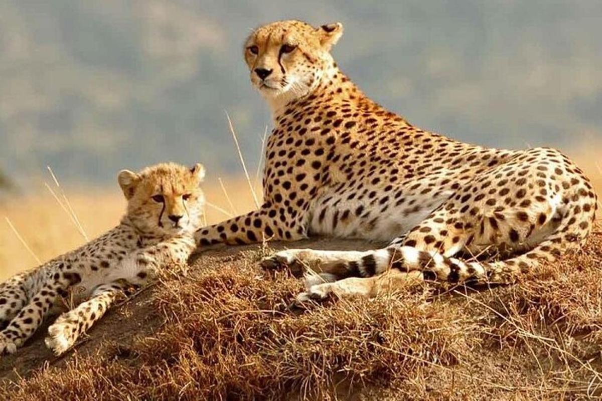 two cheetahs laying on top of a hill