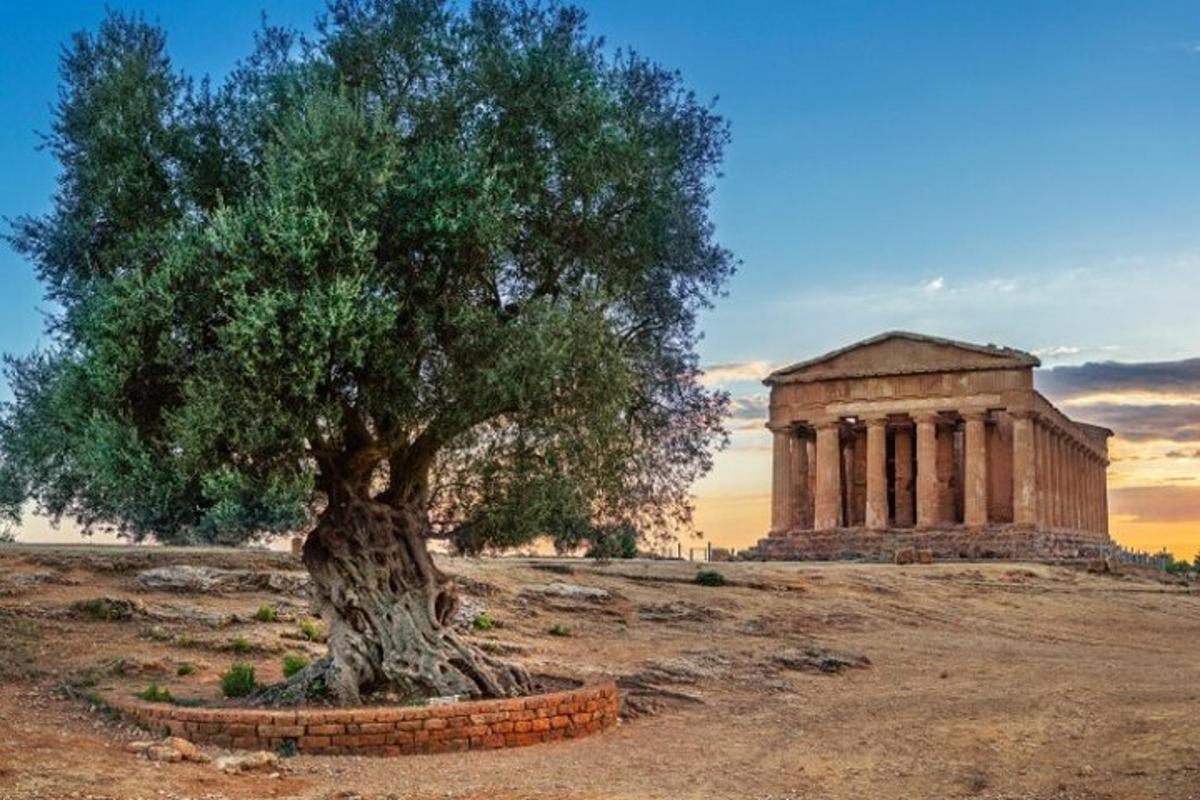 un árbol frente a un edificio en una colina