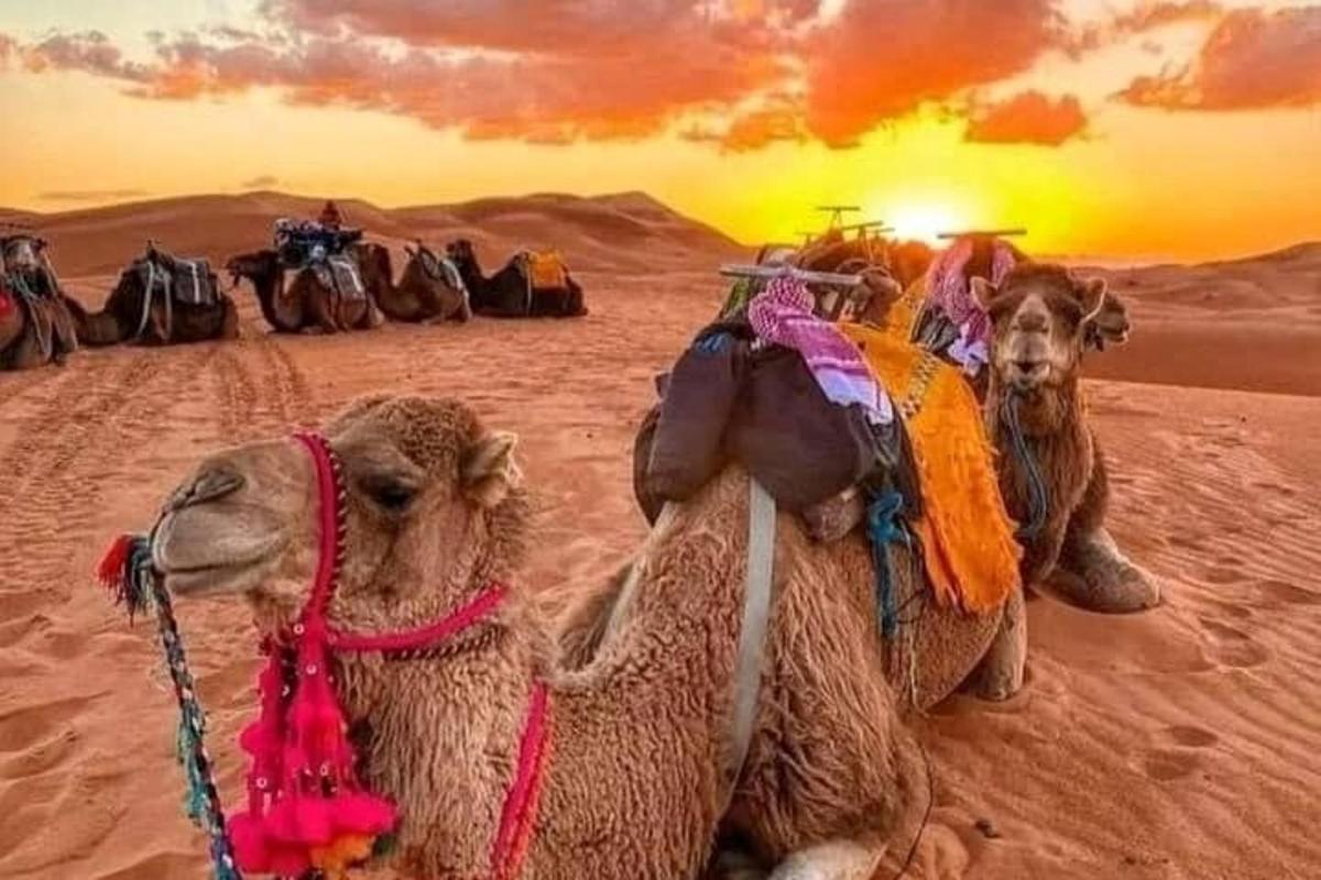 a group of camels sitting in the desert
