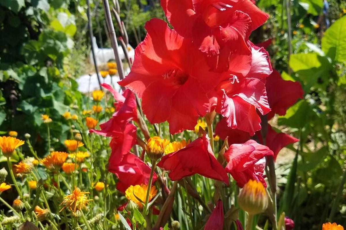 en gruppe røde blomster i en hage
