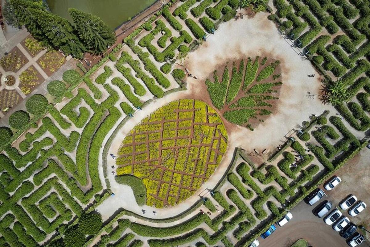 una vista dall'alto di un giardino con un campo giallo