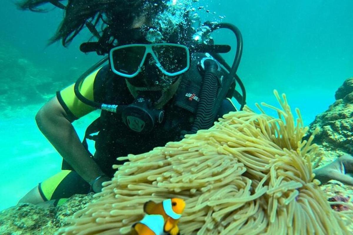 サンゴの隣の水の中でカメラを持った人