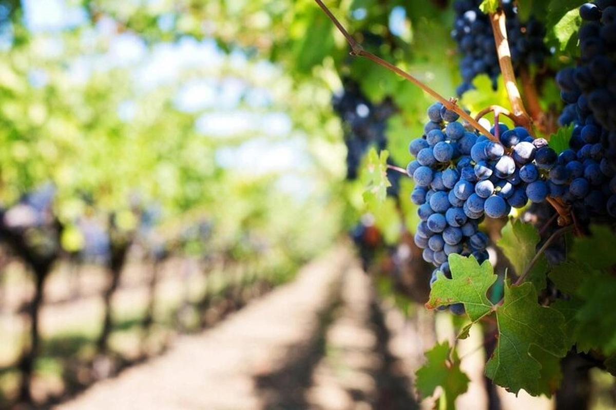 a bunch of grapes hanging in a vineyard