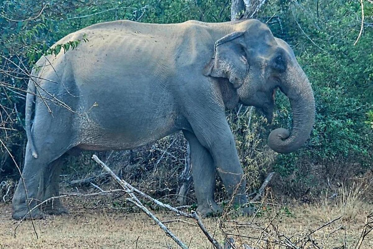 an elephant standing in the grass with its trunk