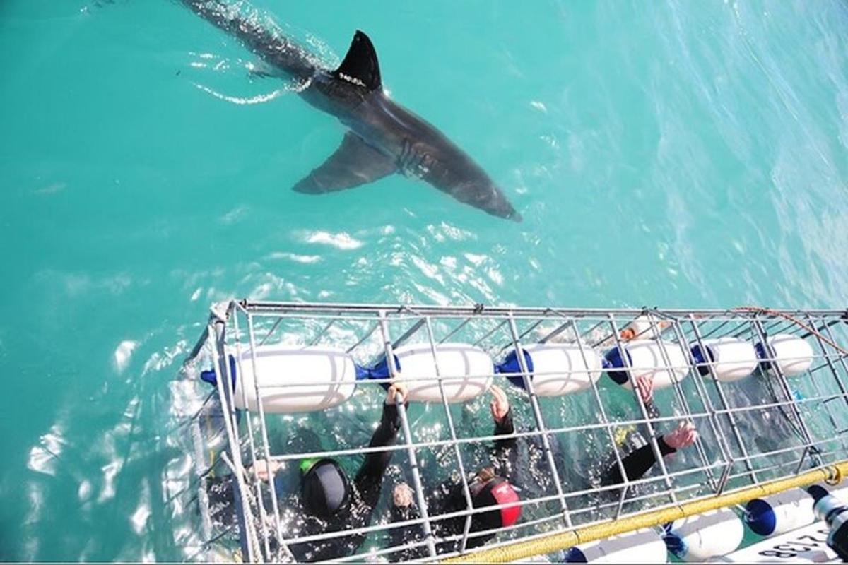 uno squalo balena che nuota accanto a una barca in acqua