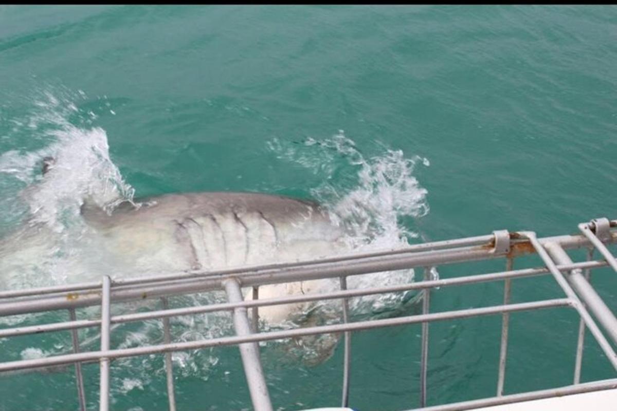 una balena nell'acqua accanto a una barca