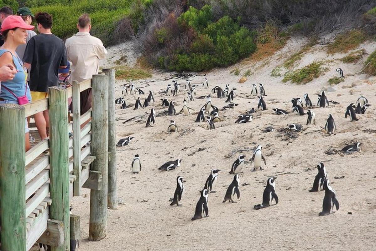 un grup de pinguini stând pe o plajă
