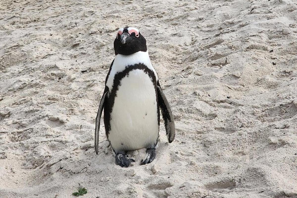 un pinguin stând în nisipul de pe o plajă