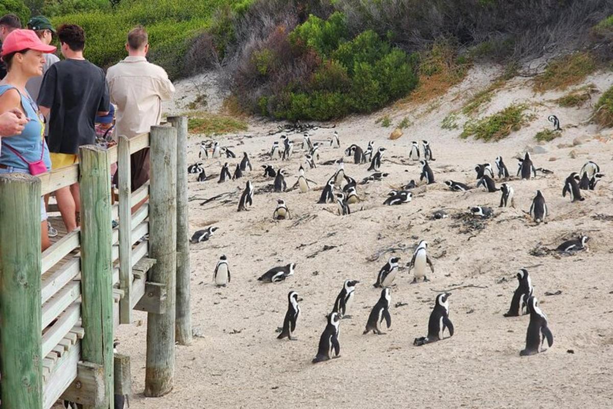 un gruppo di pinguini in piedi su una spiaggia