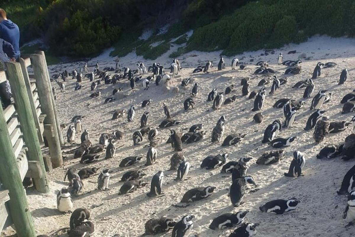 un grande gruppo di pinguini su una spiaggia