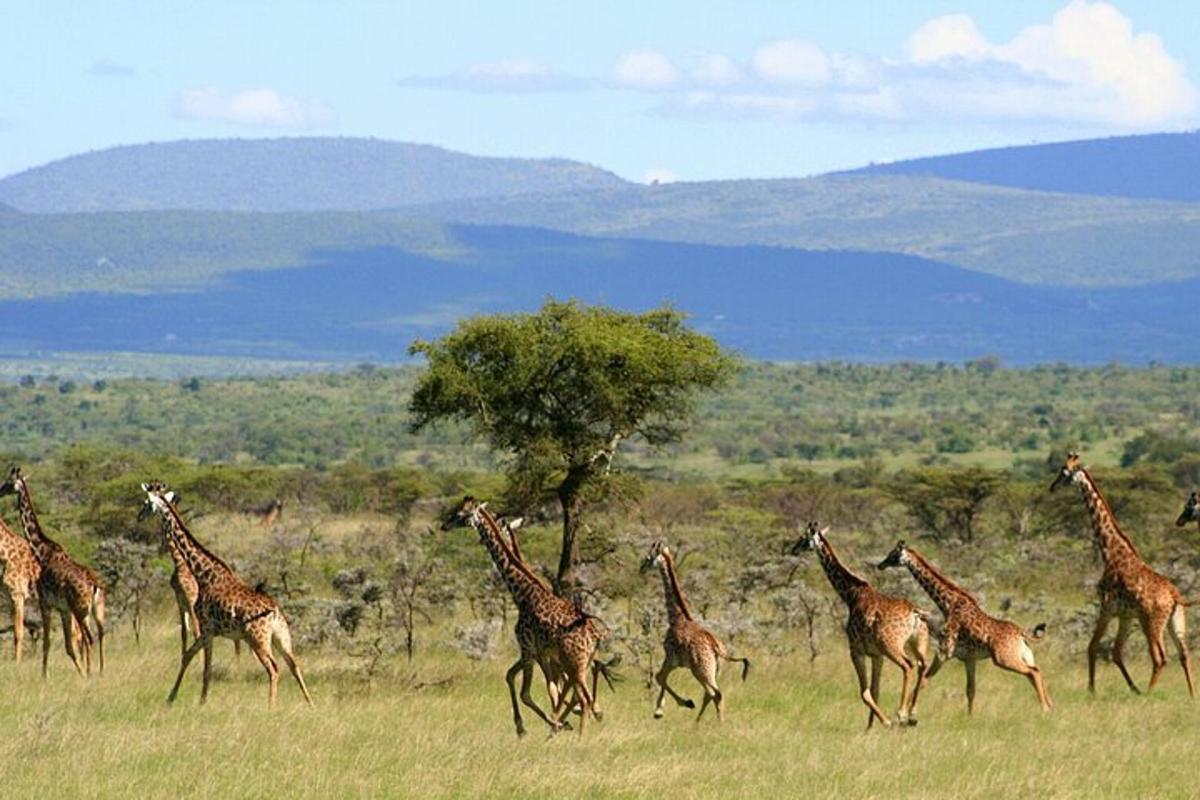 a herd of giraffes running in a field