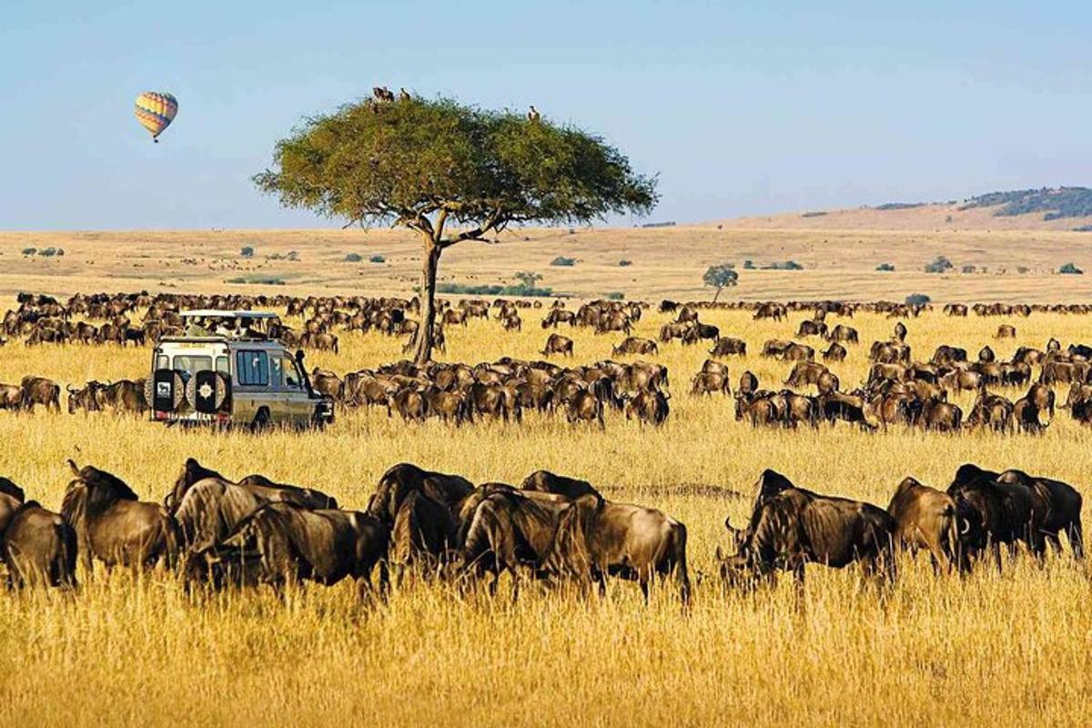 a herd of animals in a field with a vehicle