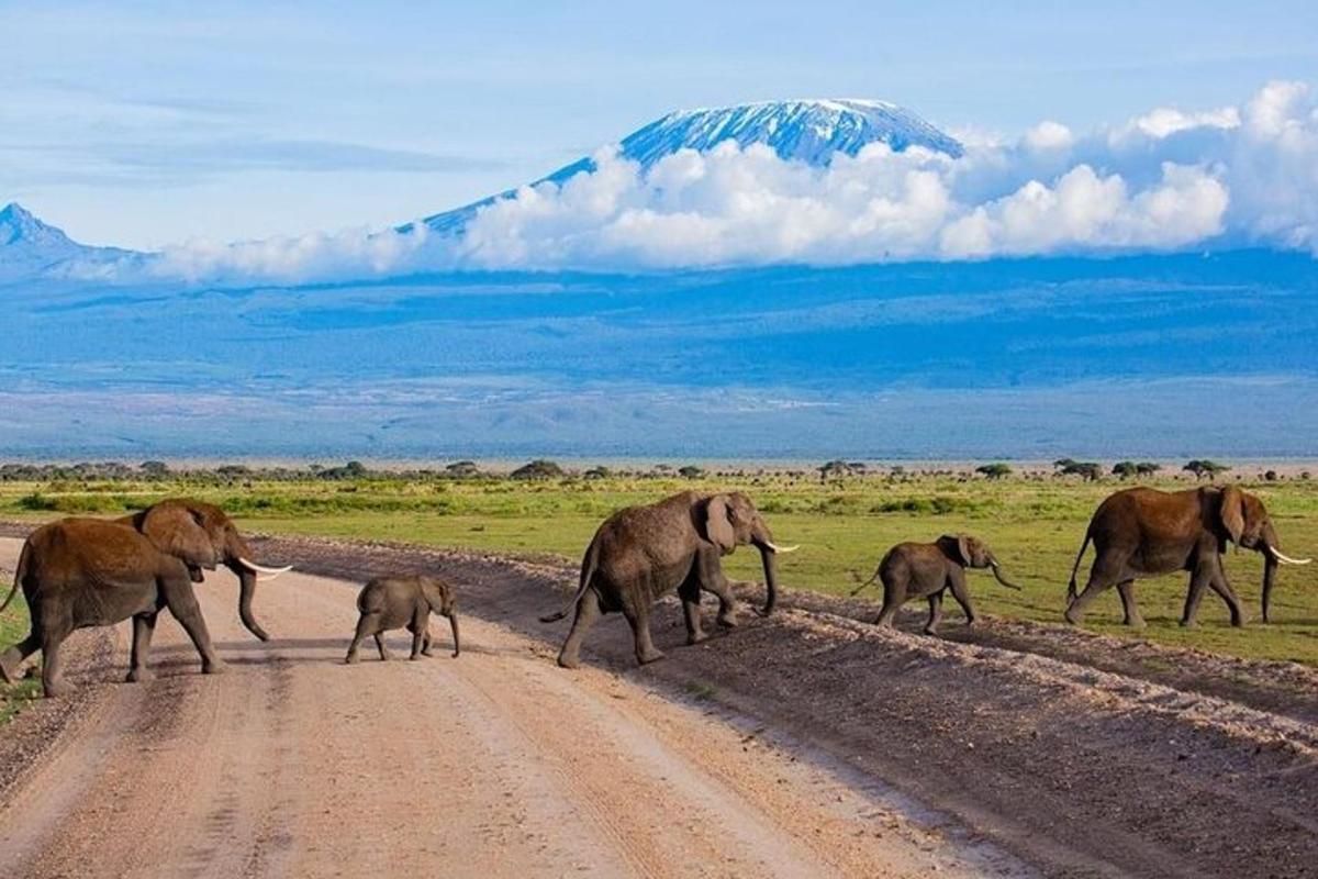 a herd of elephants crossing a dirt road