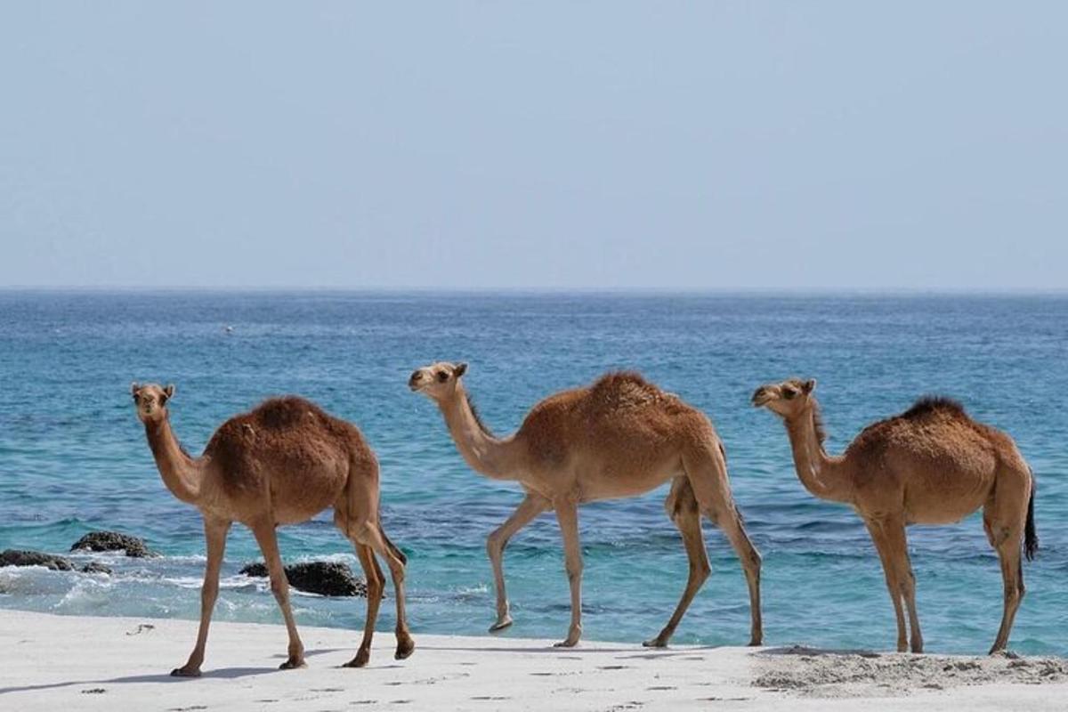 a group of camels standing on the beach