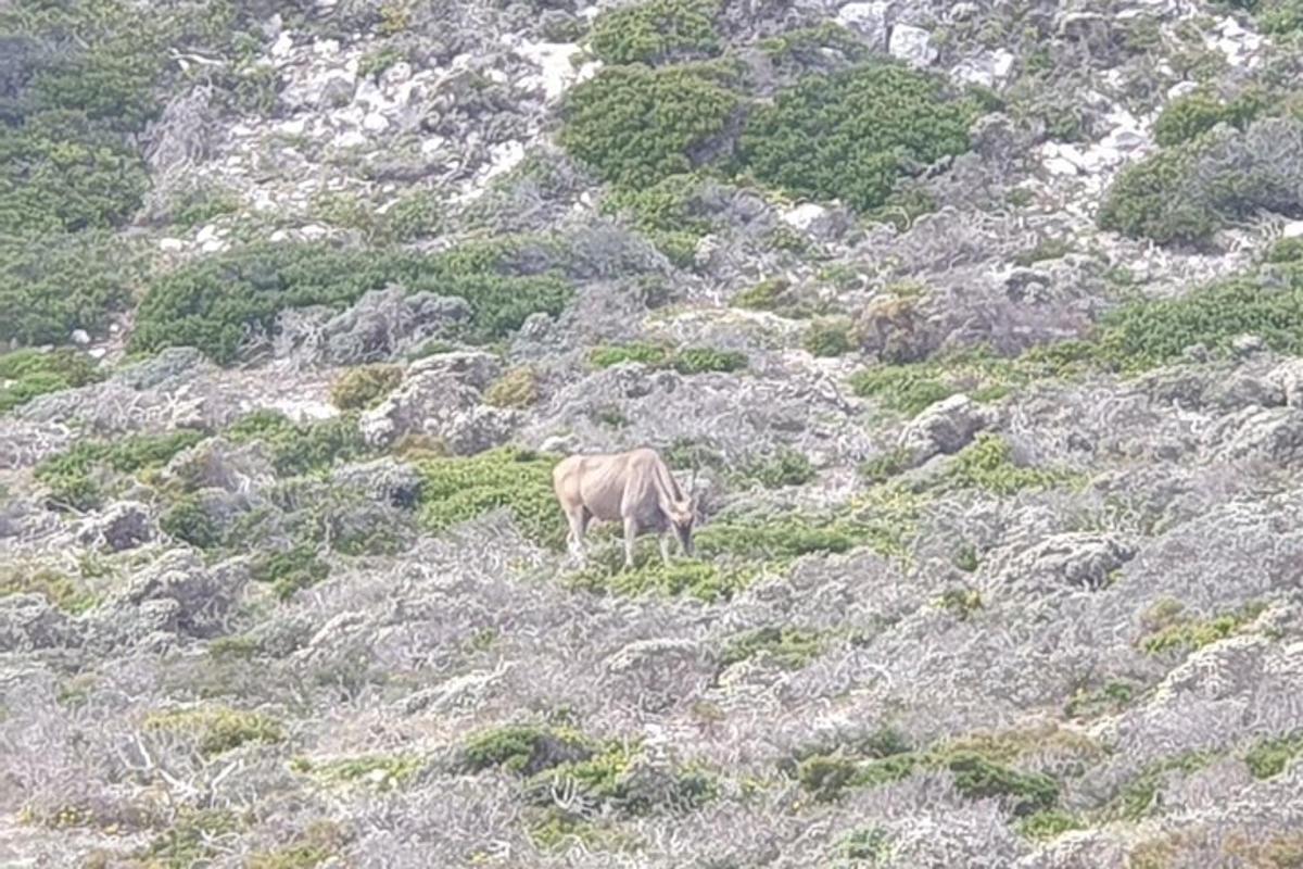 una vaca pasturant al vessant d'una muntanya