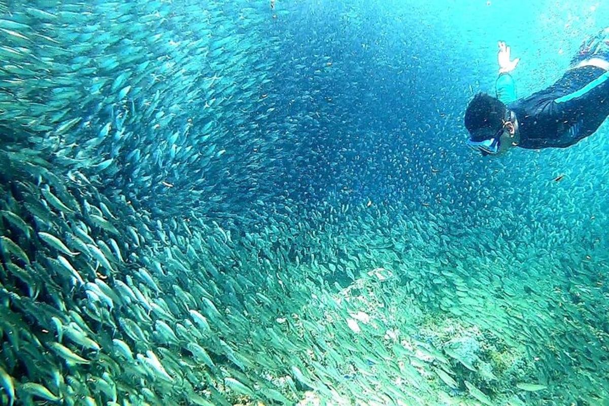 una persona nadando en el agua con un banco de peces