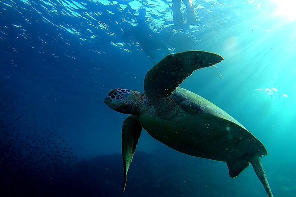 una tortuga marina verde nadando en el agua
