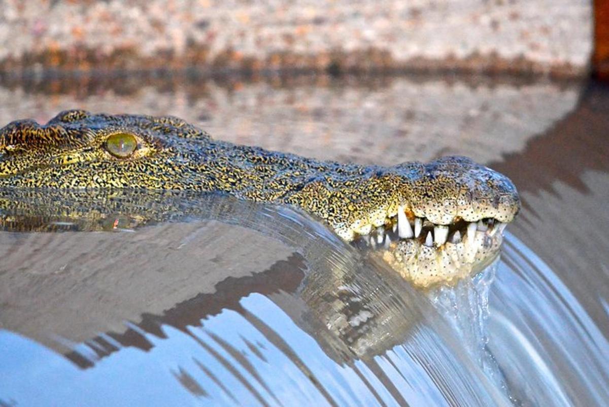 a crocodile sticking its head out of the water