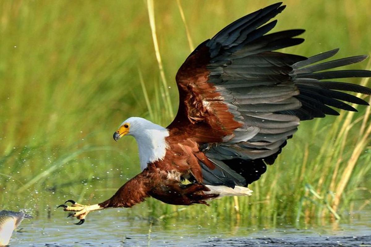burung terbang di atas air dengan sayapnya keluar