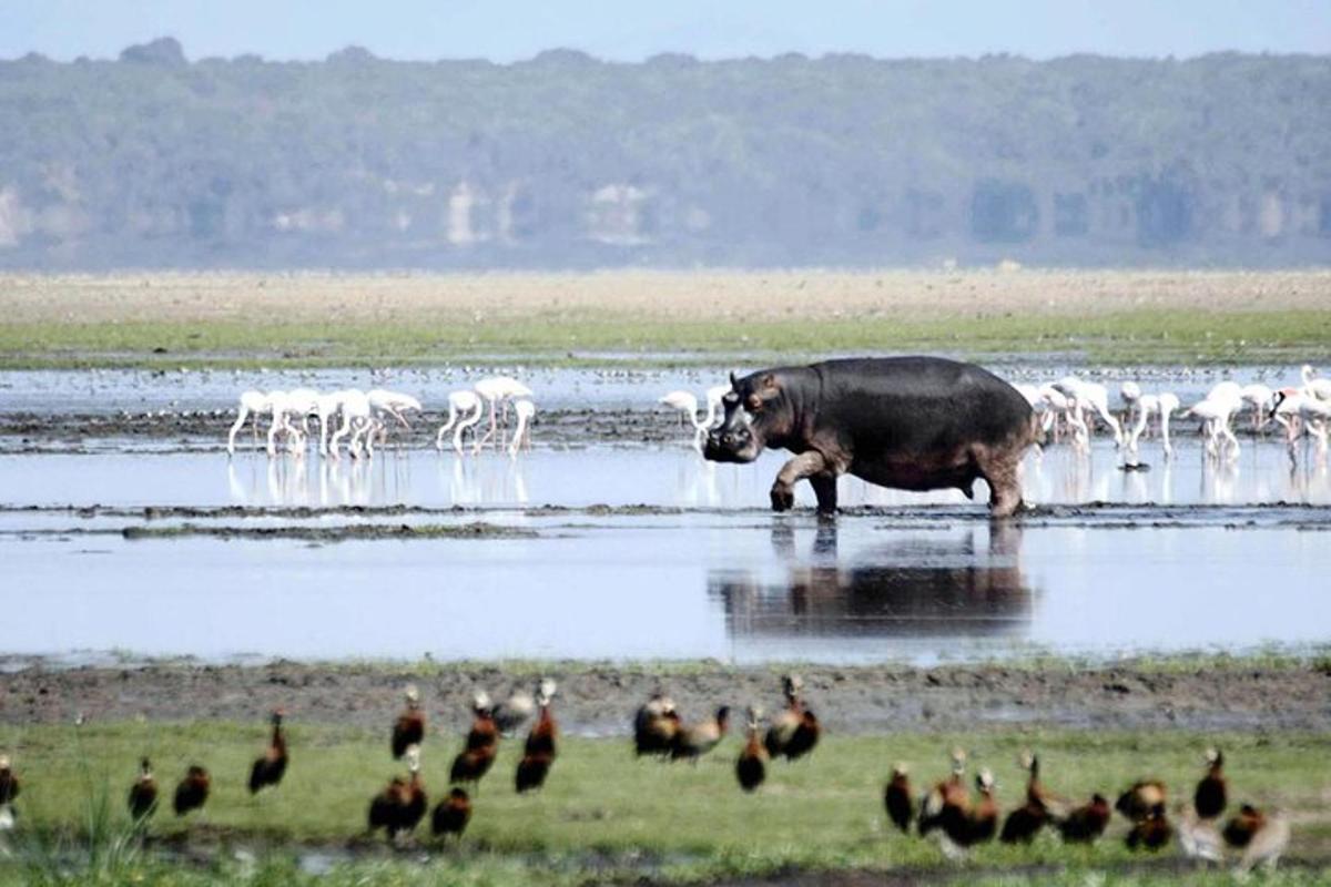 seekor lembu jantan berdiri di dalam air dengan sekawan burung