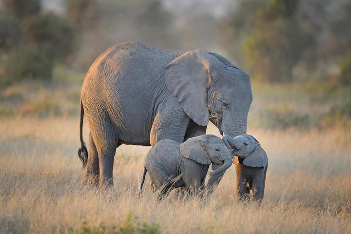 an elephant and two baby elephants standing in a field