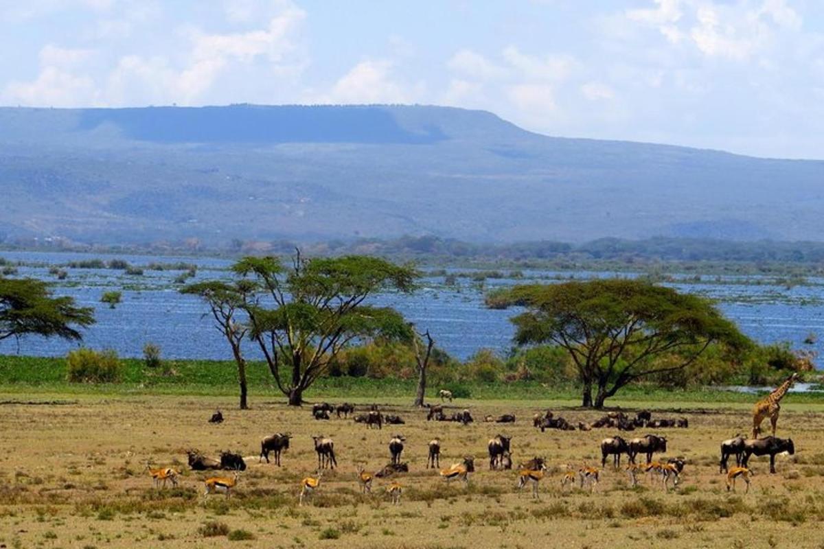 una giraffa e una mandria di animali in un campo