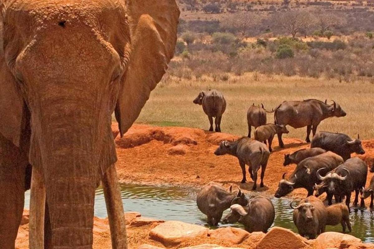 an elephant standing next to a herd of buffalo in a watering hole