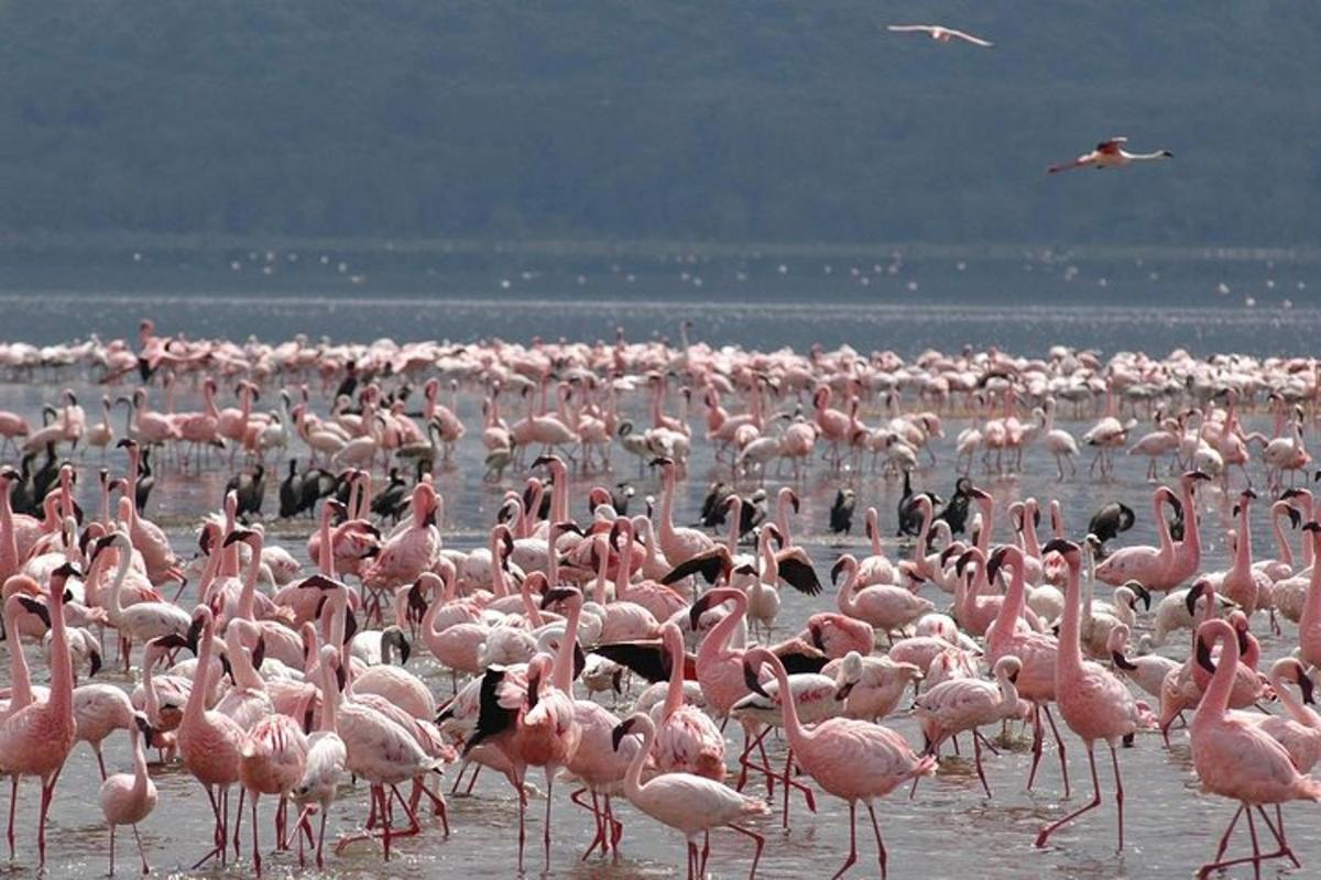 a large flock of pink flamingos standing in the water