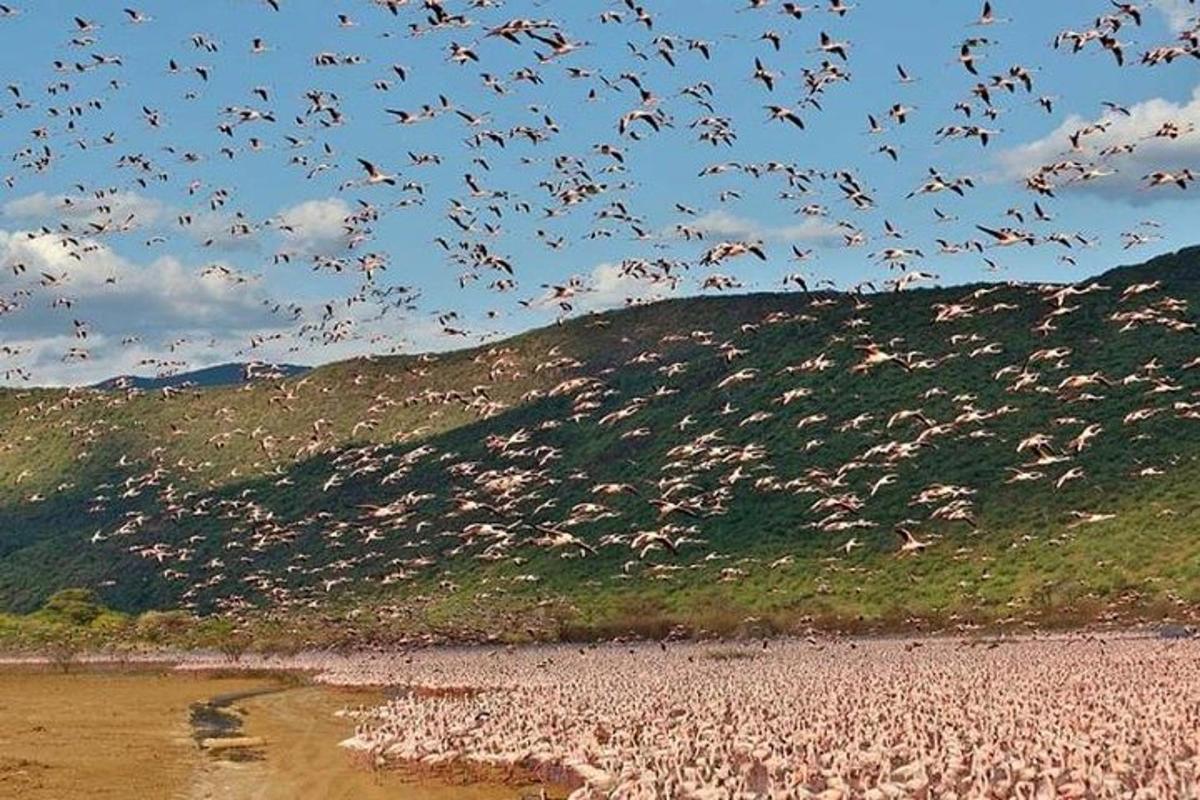 une volée d'oiseaux survolant une plage