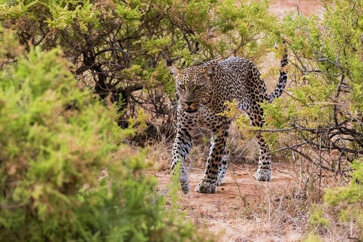 a leopard walking on a path in the woods