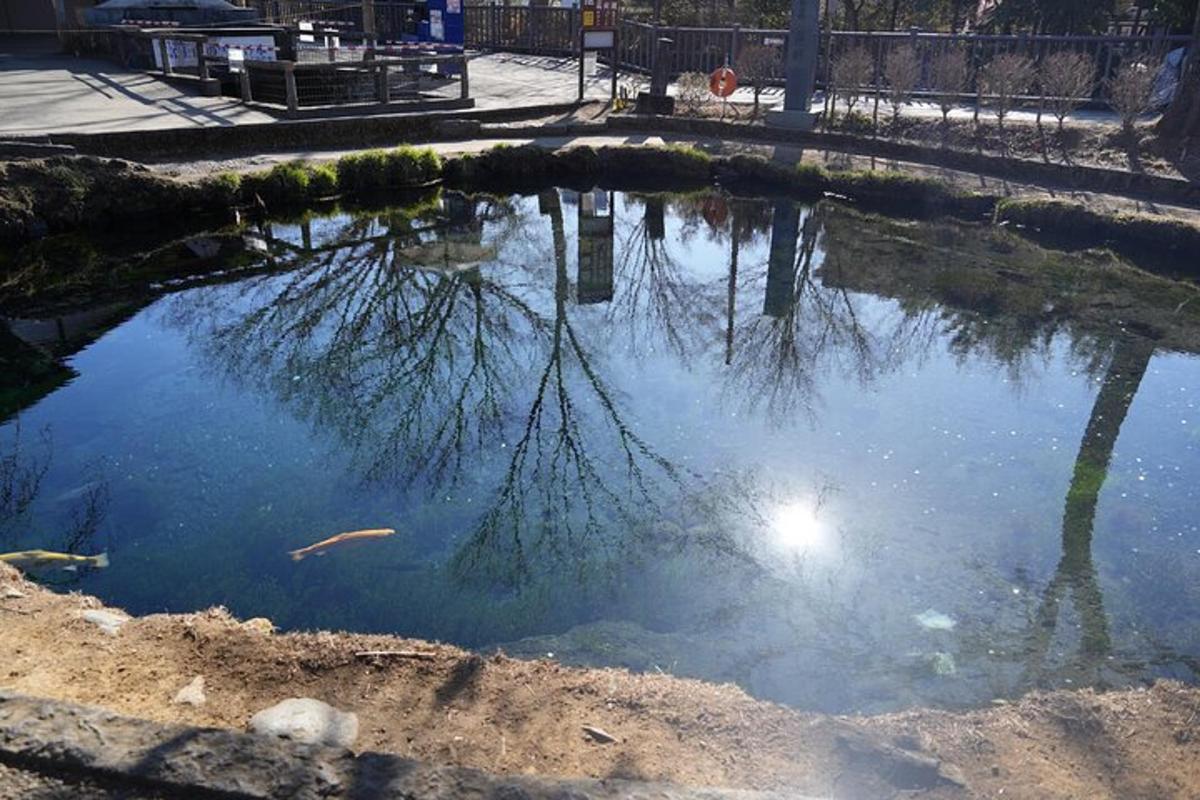 kolam air dengan pokok di dalamnya